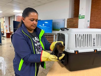 El yaguarundí, una especie nativa de Colombia, cumple un papel clave en el equilibrio ecológico y es considerado un indicador de ecosistemas saludables - crédito CAR Cundinamarca