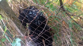 La riñonera negra hallada el