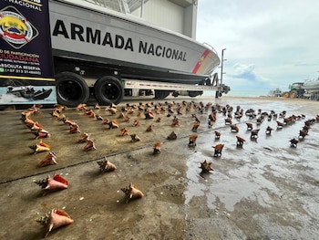 La Armada Nacional incautó 151 ejemplares de caracol pala durante un operativo de control realizado en aguas del Golfo de Morrosquillo - crédito @ArmadaColombia/X