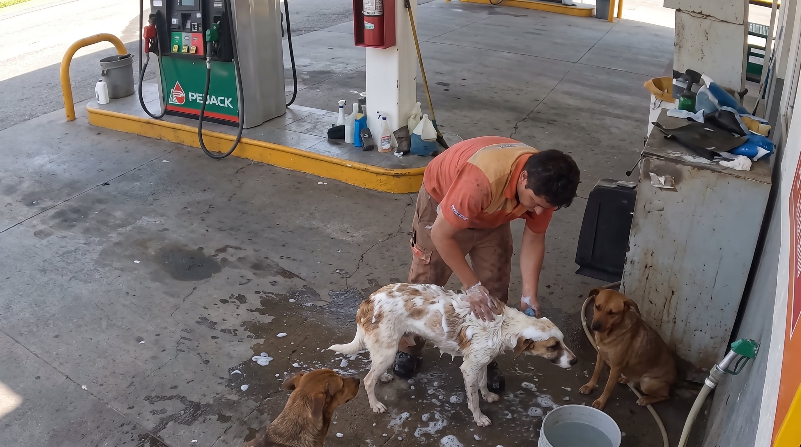 Trabajador de gasolinera pierde su empleo por bañar a perros callejeros en su hora libre: su caso ya es viral