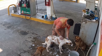 Un hombre baña a un perro blanco y marrón con espuma; cerca hay dos perros marrones, un balde de agua y un surtidor de gasolina en la estación de servicio.
