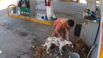 Trabajador de gasolinera pierde su empleo por bañar a perros callejeros en su hora libre: su caso ya es viral