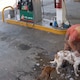 Trabajador de gasolinera pierde su empleo por bañar a perros callejeros en su hora libre: su caso ya es viral