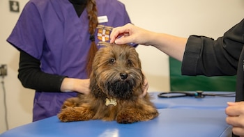 Las mascotas dan propósito a