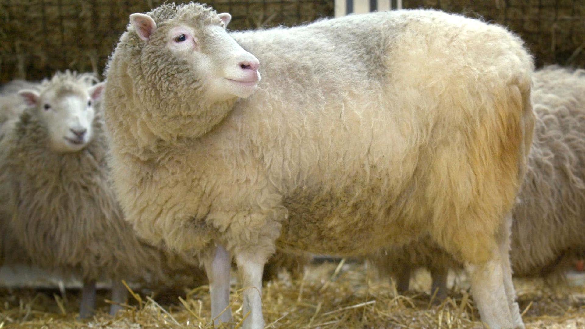 Dolly fue la primera oveja y el primer mamífero clonado a partir de una célula adulta mediante transferencia nuclear de células somáticas
(AFP PHOTO PA FILES/BEN CURTIS)