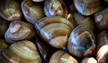 Agricultura impone veda temporal de