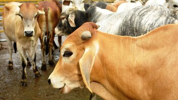 El gobierno de Ecuador colocará