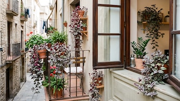 Tradescantia zebrina: la planta colgante ideal para decorar balcones y ventanas