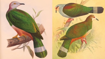 Durante más de 100 años la confundieron con otra ave: identifican una nueva especie de paloma en Filipinas