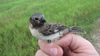 Por qué un pájaro de