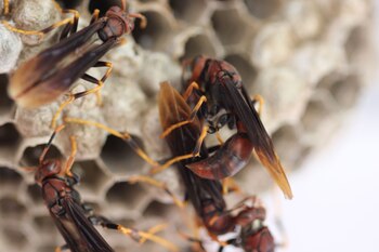 Primer plano de varias Avispas Polistes canadensis, de cuerpo marrón rojizo y patas amarillas, sobre las celdas hexagonales de un nido de papel