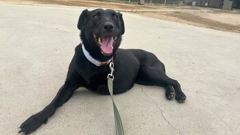 perros, animales, mascotas