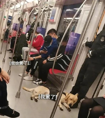 (Foto: Facebook/杂七杂八)