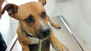 Cuando fue encontrado y rescatado,