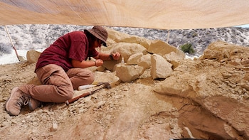 La técnica Ana Moreno Rodríguez buscando fósiles en la excavación de Paleoteius (gentileza Conicet)