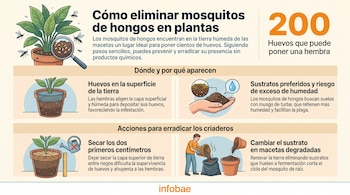 Infografía ilustra planta en maceta, mosquitos de hongos volando, huevos en la tierra, manos con sustrato, una regadera y persona cambiando la tierra.