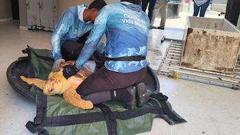 Pescadores de Ciénaga rescatan a una tortuga caguama en peligro crítico atrapada en raíces de manglar - crédito Corpomag