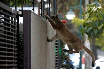 Un puma en las calles