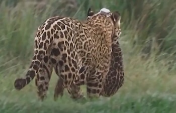 Una yaguareté adulta con pelaje manchado camina en hierba verde, llevando una cría en la boca. Se observa un collar de rastreo en su cuello