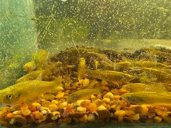 Estos peces consumen hasta 100 larvas de mosquito por día en su etapa adulta