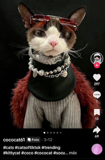 La gata Coco, conocida en las redes bajo el nombre de usuario @cococat61, comenzó su aventura en Tiktok el 20 de enero de este año. Desde entonces, ha logrado captar la atención de miles de personas, acumulando 11 mil seguidores y un promedio de 3 mil vistas por vídeo. Aunque sus cifras de visualización no son tan altas, algunos de sus vídeos han superado las 200 mil o 300 mil vistas; lo cual le ha dado mayor visibilidad para posicionarse como un fenómeno de las redes sociales.