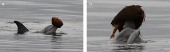 Delfín con esponja marina marrón en la cabeza, en el agua. Aleta dorsal visible. Dos paneles muestran la misma escena en diferentes encuadres