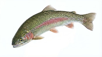 Primer plano de una trucha arcoíris con escamas verdes y rosadas, aletas extendidas y manchas oscuras, flotando contra un fondo blanco liso.