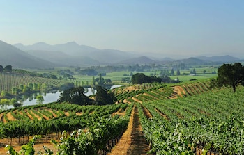 El medio maratón Napa to Sonoma convoca a 3.000 corredores para recorrer 21 kilómetros en el corazón vinícola de California