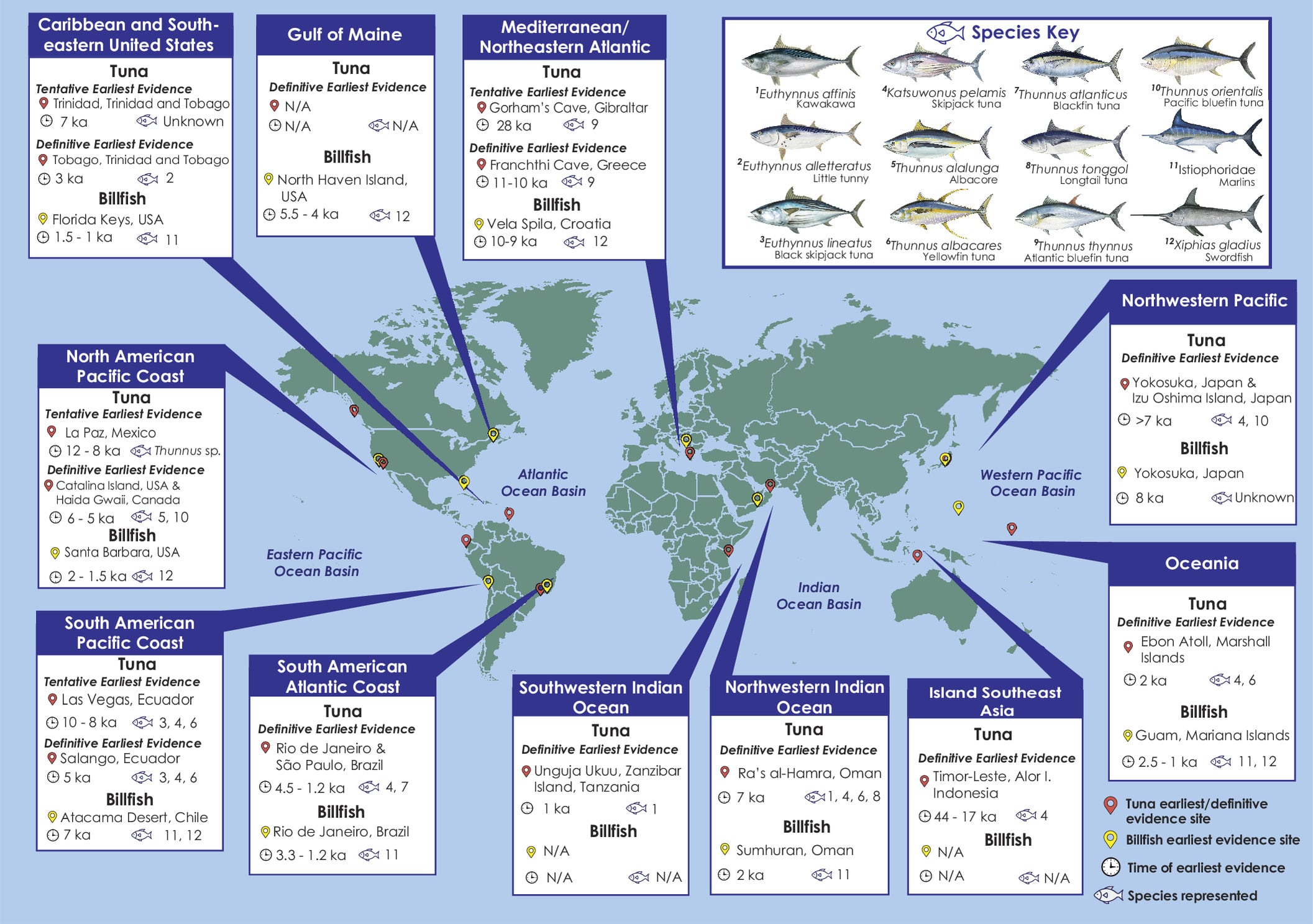 Las quince especies reconocidas de atún desempeñan un papel clave en la cadena marina como indicadores de la salud del océano (Gentileza, estudio: Los orígenes globales de las pesquerías de atún y peces espada revelan la transición del acceso costero a la explotación oceánica, publicado en Proceedings of the National Academy of Sciences (PNAS))