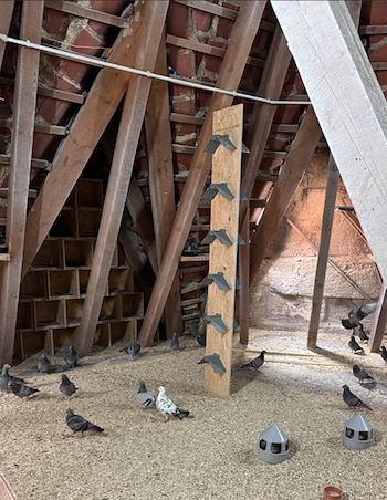 Varias palomas caminan sobre un suelo de viruta dentro de un recinto de madera con posaderos verticales y comederos