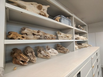 Lima: huesos y dientes hallados en antiguos inmuebles revelan cómo los animales europeos cambiaron la vida en los Andes