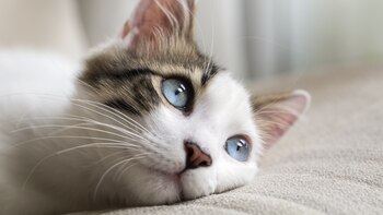 Todo lo que debes conocer