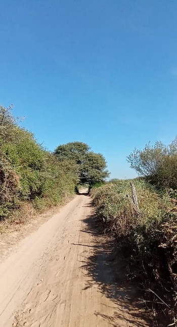 Camino de tierra con huellas de neumáticos, bordeado por arbustos y árboles. Cielo azul despejado