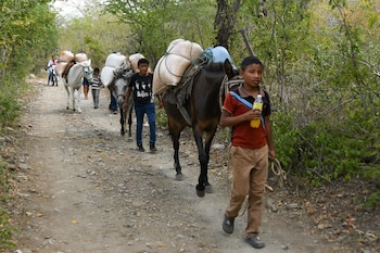 Sobrevivir a la sequía, las imágenes de agricultores que perdieron cultivos tras fuertes sequias en Guatemala