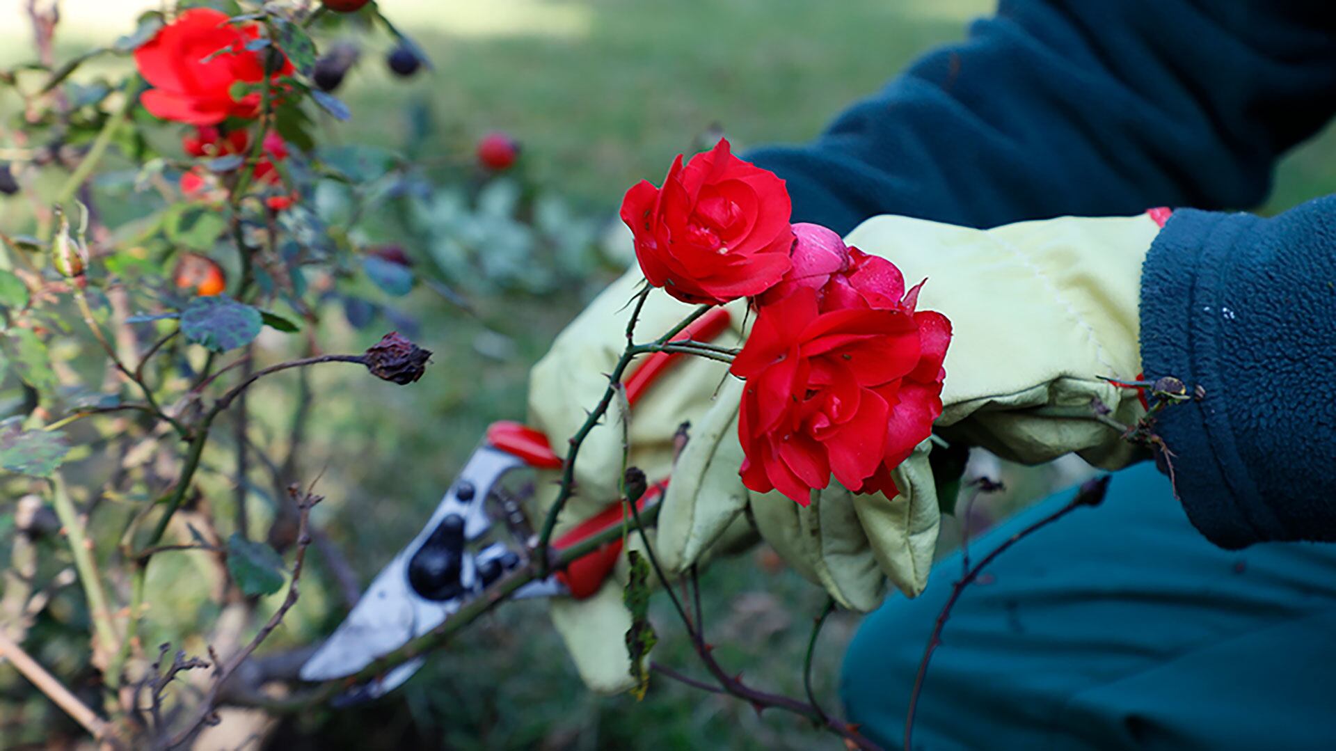 Cuatro plantas que tienes que podar antes de que se acabe diciembre. (Imagen de Archivo)