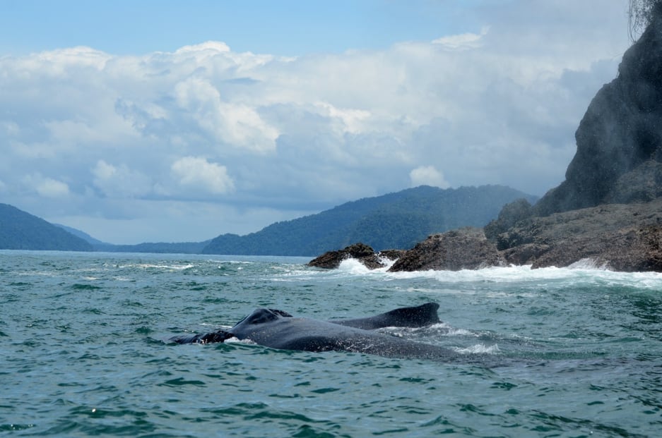 Nuquí, Utría, Gorgona y Bahía Málaga son algunos de los puntos de avistamiento de yubartas entre julio y octubre - crédito Parques Nacionales y Naturales de Colombia