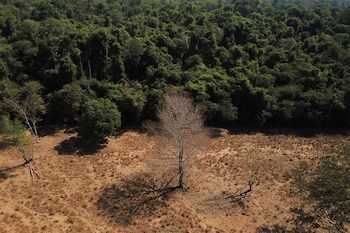 Científicos brasileños han demostrado que