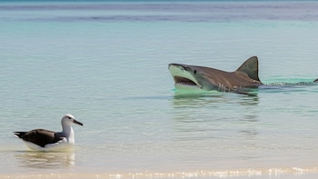 Una “guerra territorial” entre tiburones
