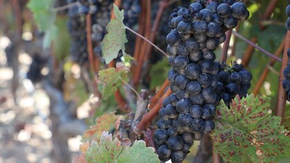 Cuáles son las propiedades medicinales de la uva y por qué es importante conocer sus efectos secundarios