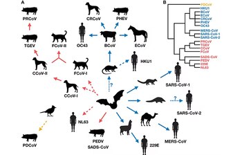 Transmisión cruzada de coronavirus entre