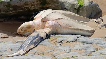 Aparece en Cantabria un ejemplar