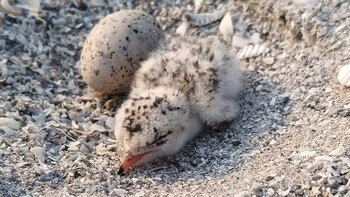 La actividad humana aumenta los