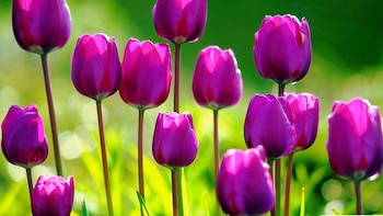 5 remedios caseros infalibles para