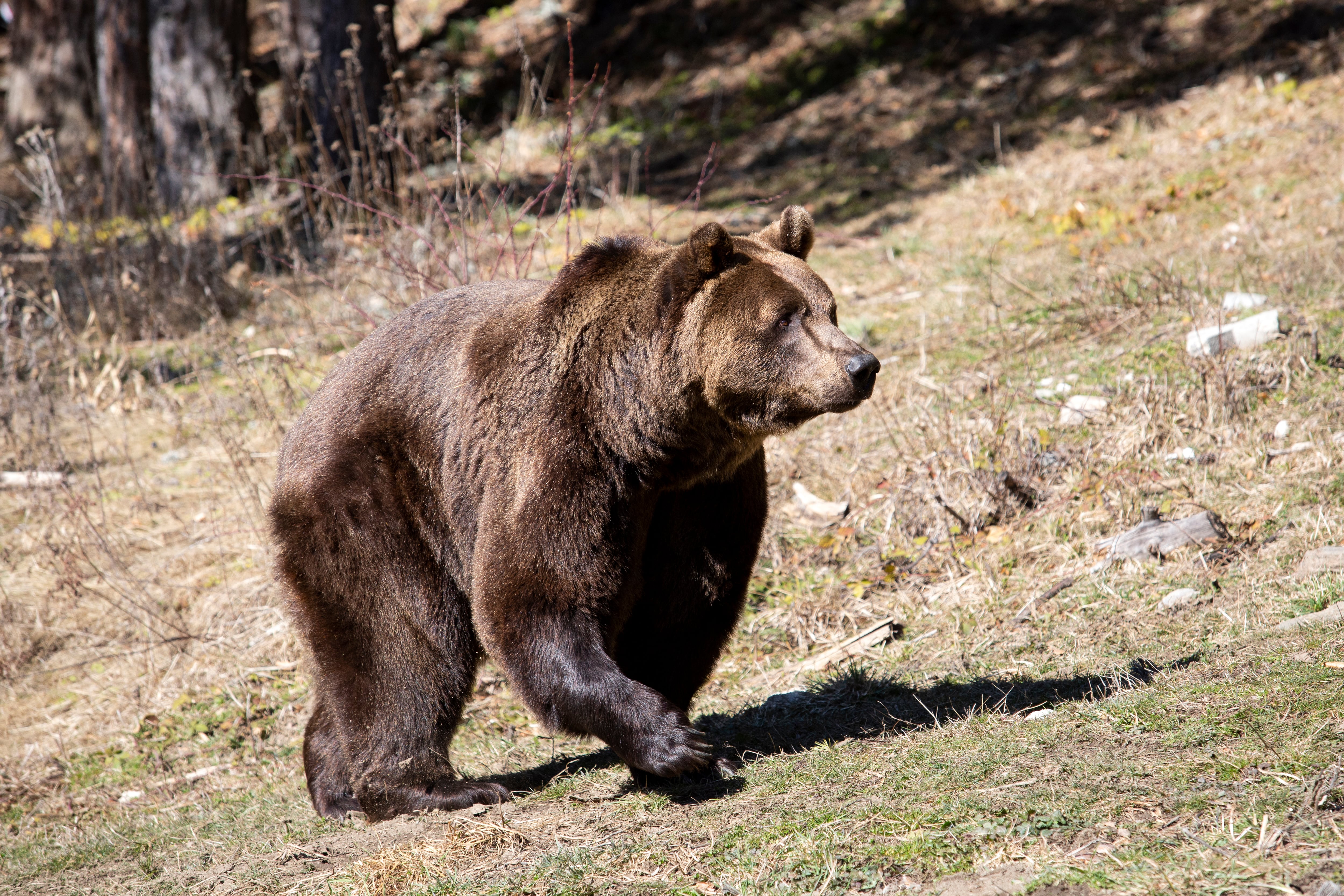 Gordo reconociendo su nuevo lugar y dejando atrás una vida de abandono y explotación (Four Paws)