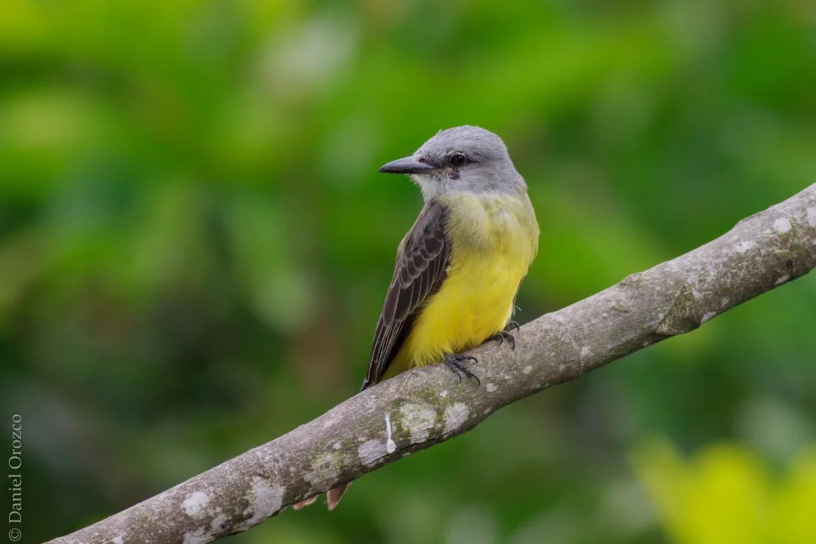 Su mamá, su novia y hasta su jefe se lo ha hecho: esta es el ave a la que se le atribuye el “sirirí”