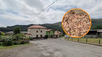 Una plaga de gusanos en una parroquia provoca la evacuación de algunos vecinos de un pueblo de Asturias: “Entran por puertas, ventanas y cualquier rendija de sus casas”