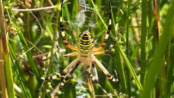 “Nunca había visto nada igual”: una araña avispa aparece por primera vez en el noroeste de Inglaterra