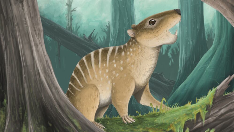 La mandíbula fosilizada, descubierta en Dorset, revela detalles clave sobre la evolución mamífera(Crédito: Hamzah Imran)