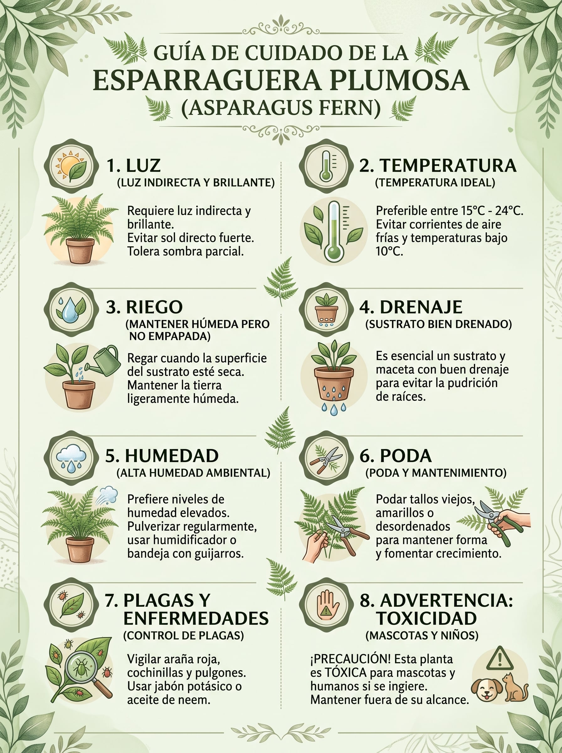 Guía de cuidados y recomendaciones para la esparraguera plumosa. (Gemini)