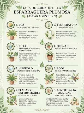 Infografía ilustrada con ocho secciones sobre la esparraguera plumosa que abarca luz, temperatura, riego, humedad, poda y advertencia de toxicidad